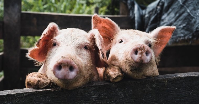 Ветспециалисты Удмуртии проверили более 100 свиней и кабанов на заболевание африканской чумой свиней