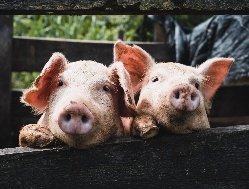 Очаг африканской чумы свиней обнаружили в 33 км от Удмуртии