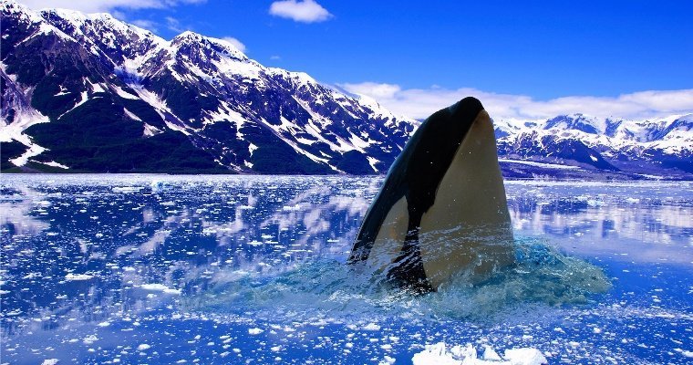 В России запретят добычу китов и дельфинов