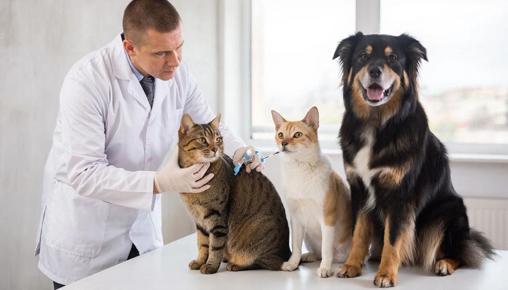 Месячник бесплатной вакцинации собак и кошек от бешенства стартует в Ижевске