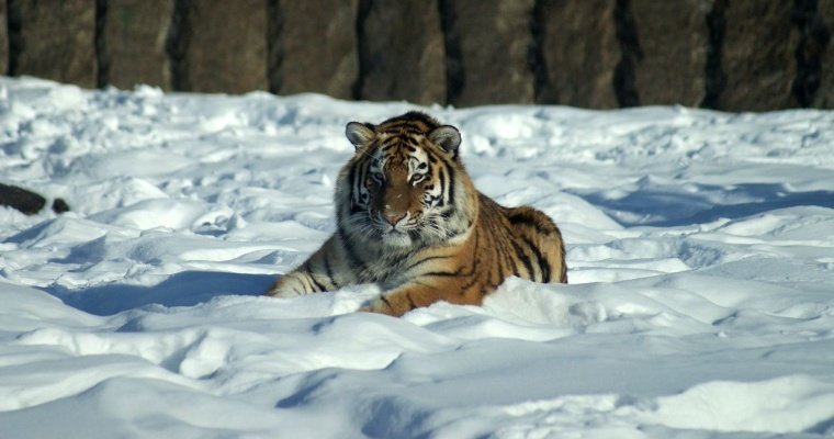 Многодетные родители смогут посетить зоопарк Удмуртии за 100 рублей