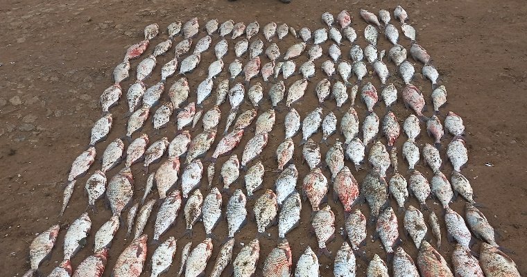 Жителя Ставрополья осудят за незаконную добычу рыбы  в Удмуртии
