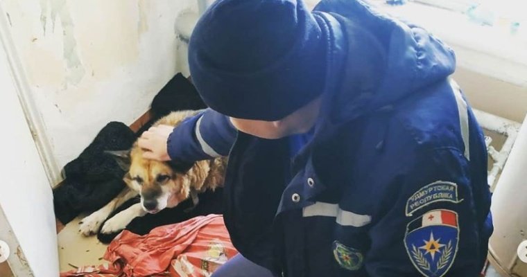 Спасатели в Удмуртии освободили застрявшую в заборе собаку