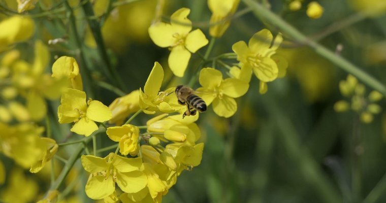 Итоги дня: причины гибели пчёл в Удмуртии, горы мусора в подземке у УдГУ и прохладные выходные
