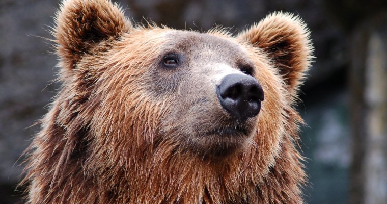 На Кузбассе медведь «помог» заблудившимся в тайге юношам вызвать спасателей