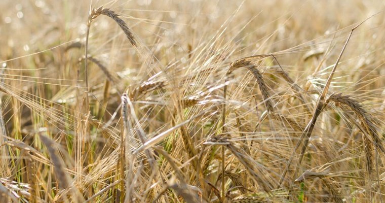 Удмуртия планирует производить 1 млн тонн зерна в год