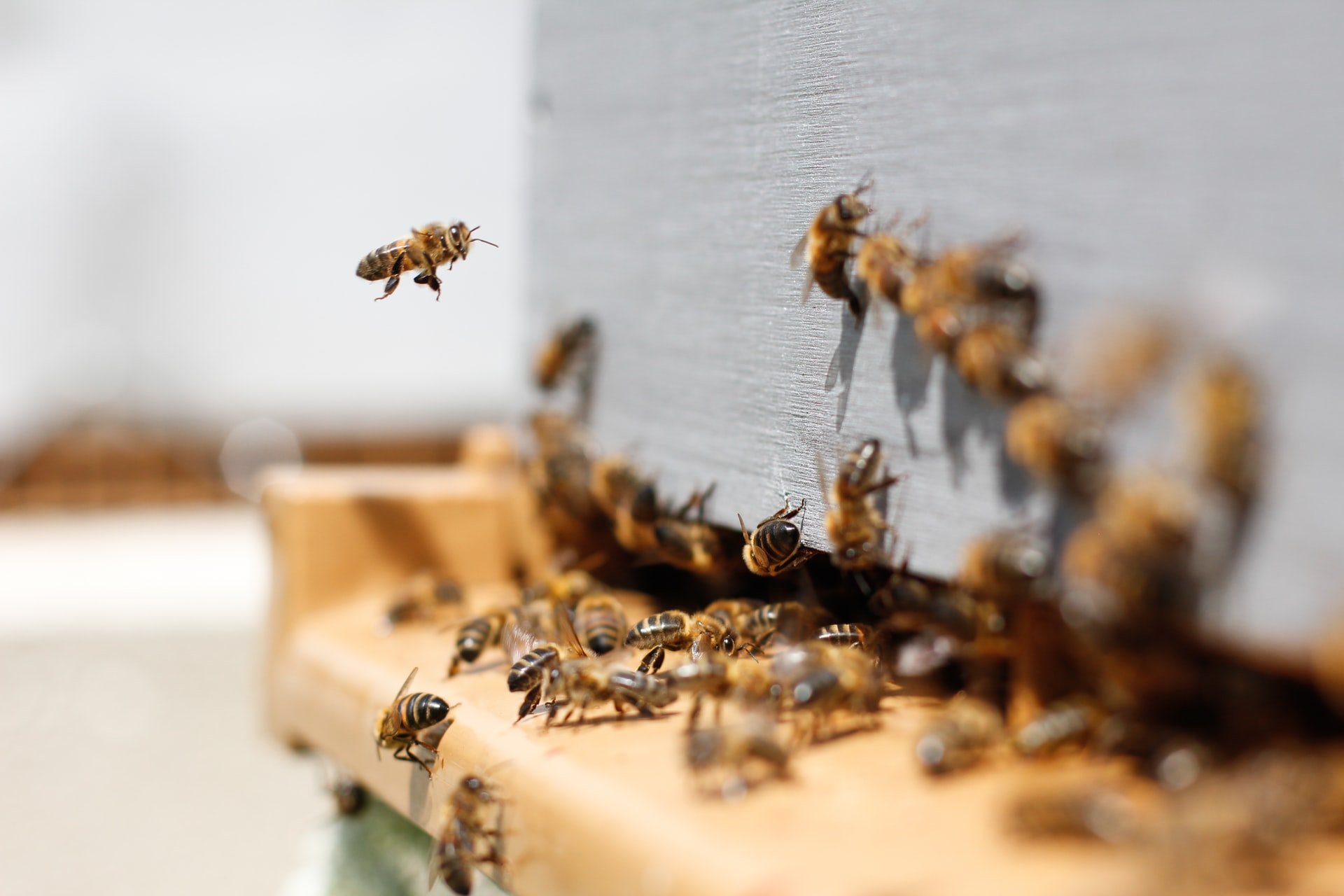 В Удмуртии вновь зафиксировали массовую гибель пчёл
