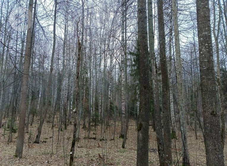 Департамент лесхоза по ПФО подписал акт готовности Удмуртии к пожароопасному сезону.