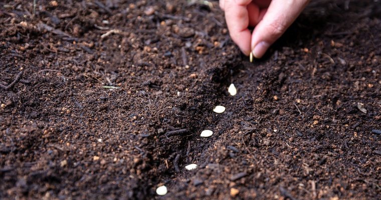 С начала 2024 года в Удмуртии выявили продажу более 650 наименований незарегистрированных семян 