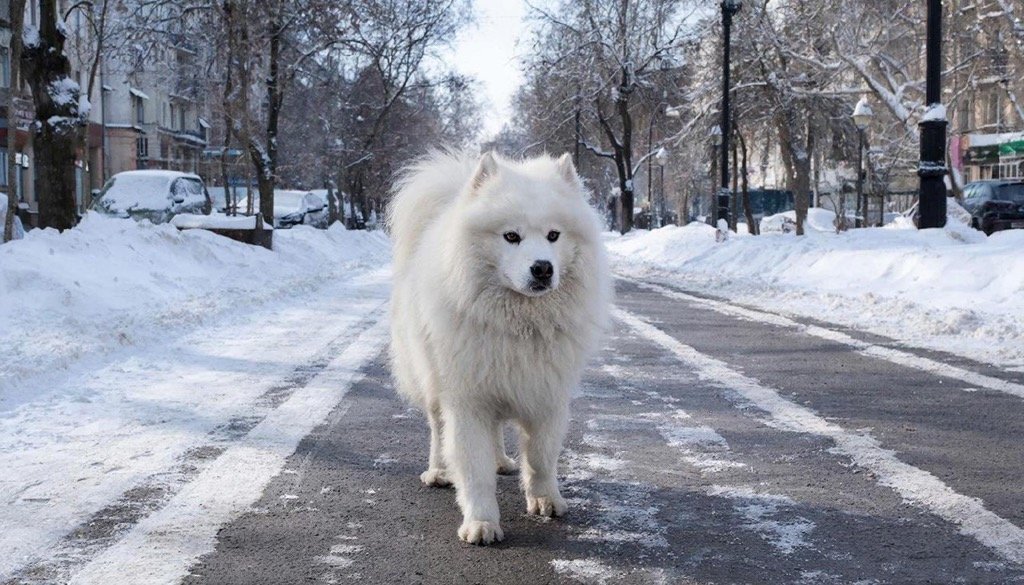 Ветеринар рассказал, что делать, если собака съела снег с солью и реагентами