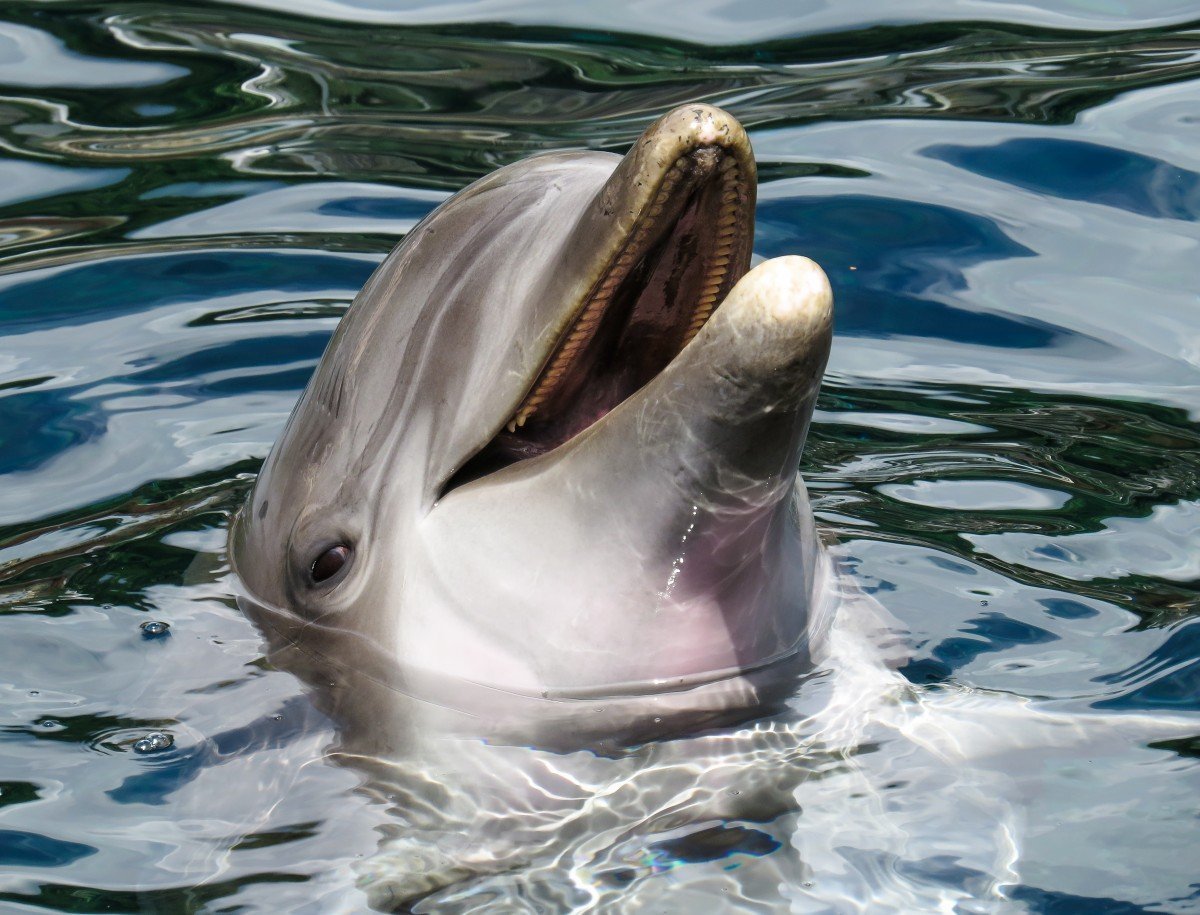 Дельфиненок попросил туристов в Италии спасти свою маму и попал на видео 