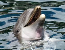 Дельфиненок попросил туристов в Италии спасти свою маму и попал на видео 