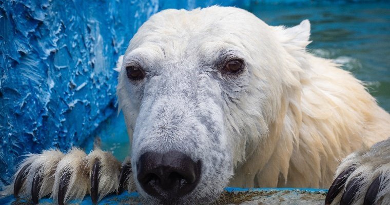 Белый медведь Балу убил приехавшую к нему Аврору в зоопарке Удмуртии