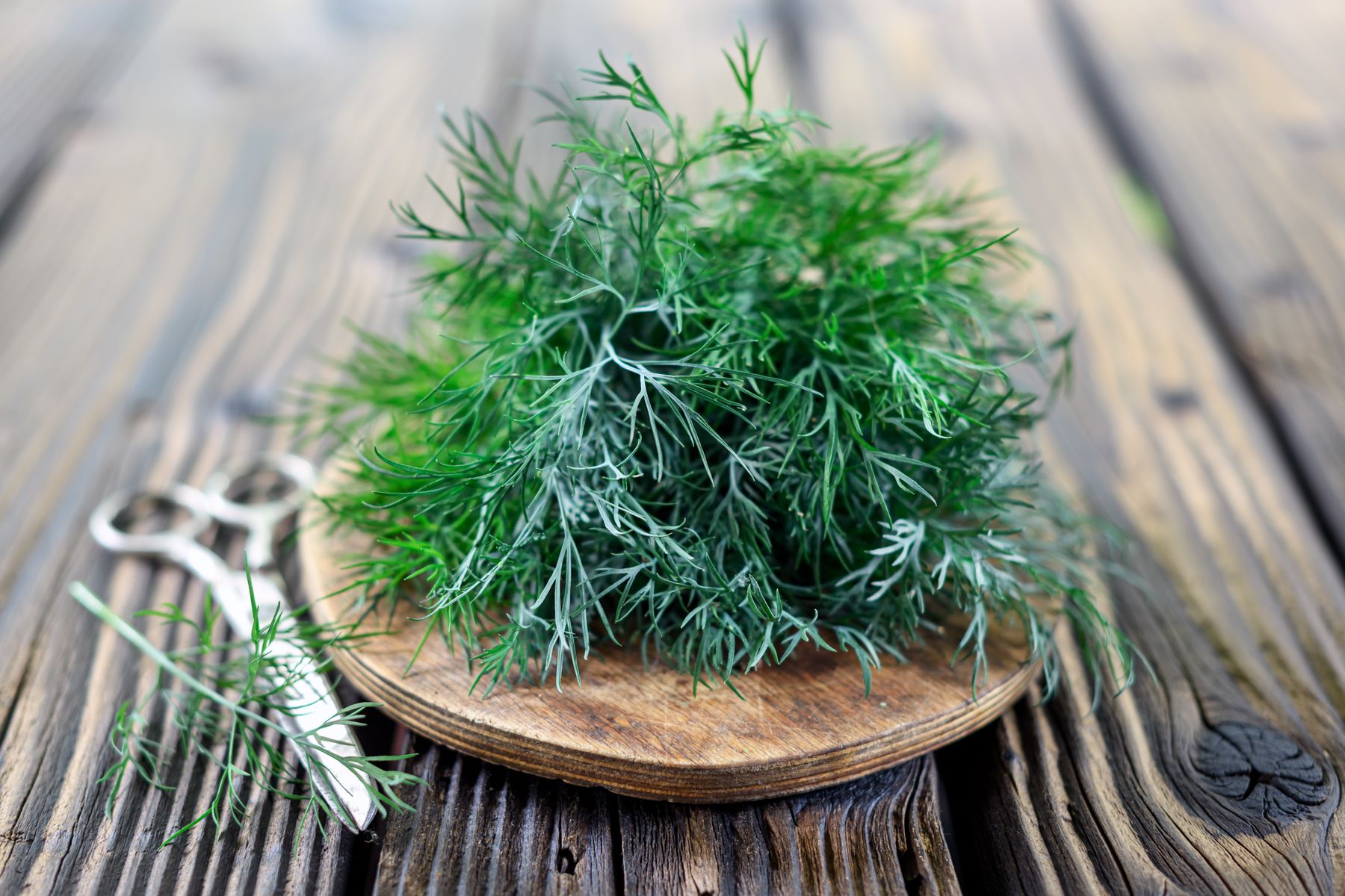 В доме престарелых в Удмуртии из-за кражи укропа женщина сломала руку пенсионерке