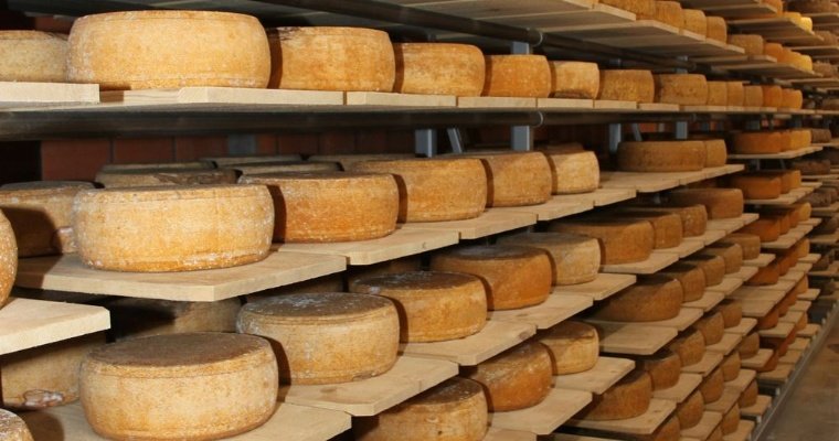 Производства сыра и творога выросло в Удмуртии за первый квартал 2024 года