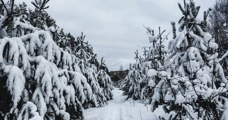 Перед Новым годом жителям Удмуртии напомнили о наказании за незаконную рубку ёлок