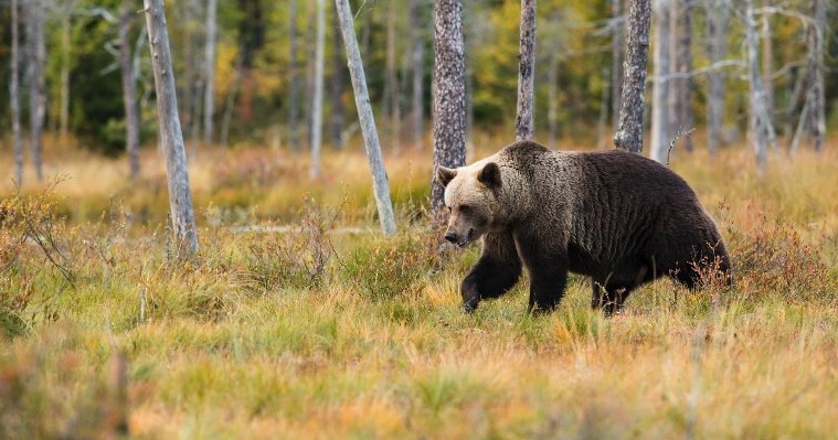 Медведь заявился в гости к жителям Малопургинского района