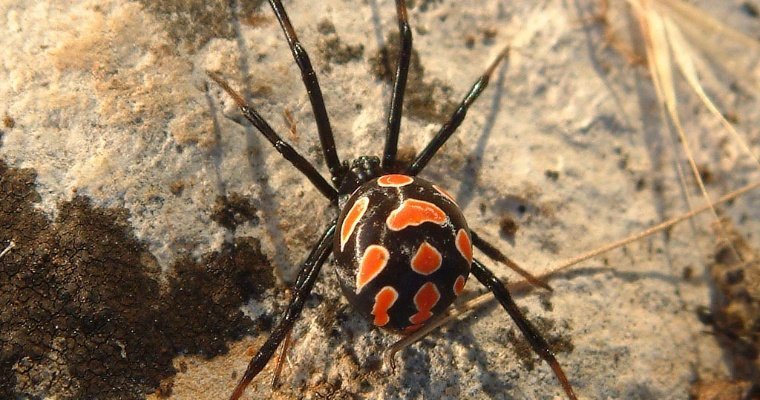 Мусор после сельских игр в Удмуртии, уникальное одеяло в Костроме и нашествие чёрных вдов в Казахстане: новости к этому часу