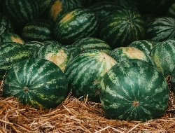 Получить арбуз смогут жители Ижевска на арбузнике в парке имени Горького