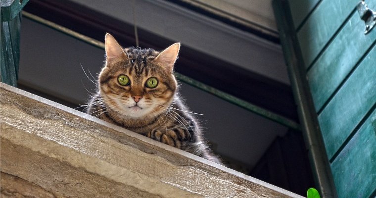 Ветеринары в Ижевске назвали самую опасную для кошек высоту падения