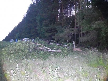 Жительницу Ижевска насмерть придавило срубленным деревом