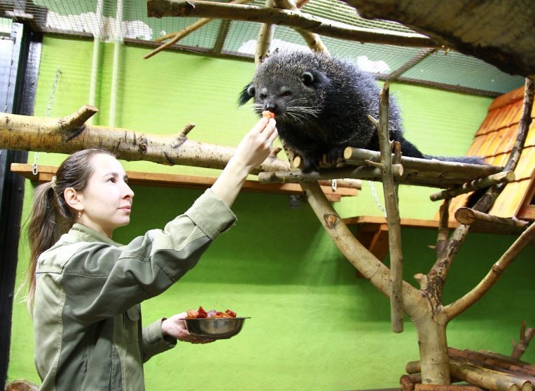 Бинтуронги из Ижевского зоопарка празднуют день рождения