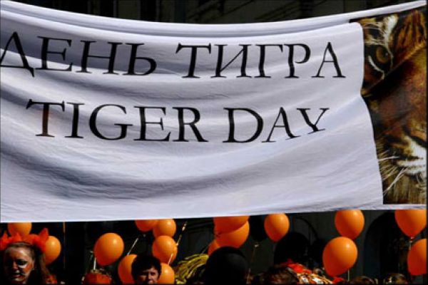 Стивен Сигал и Памела Андерсон могут посетить День тигра в Приморье