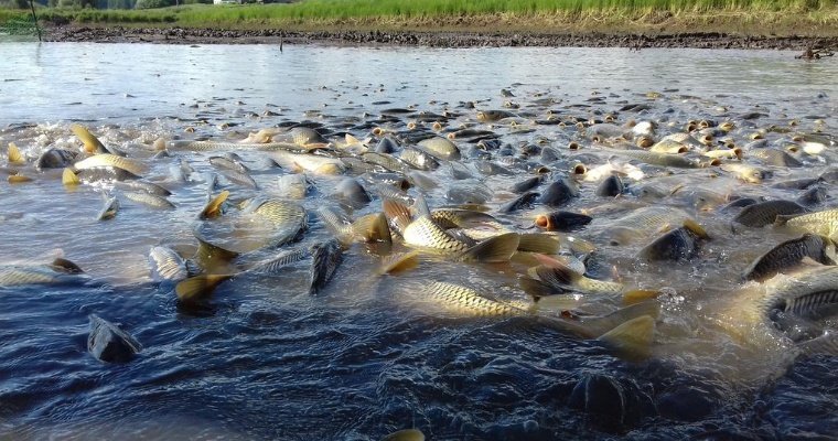 В 2026 году в рыбхозе «Пихтовка» планируют вырастить 1 360 тонн рыбы