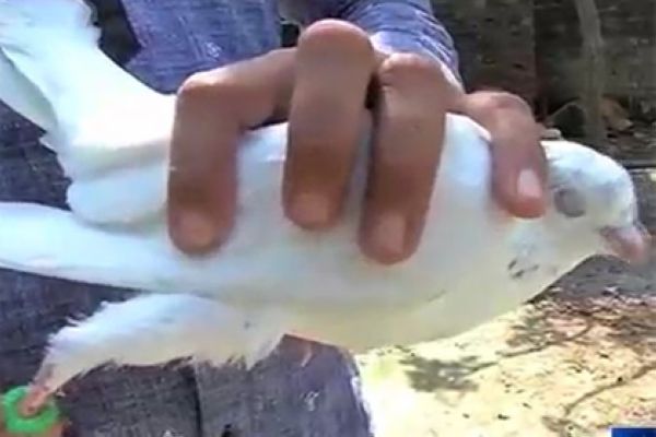 Голубя-шпиона поместили под стражу в Индии