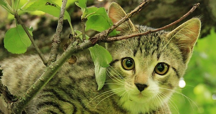 Котенок зеленого цвета появился на свет в Белоруссии