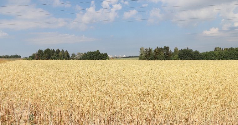 В Удмуртии собрали первый урожай пшеницы сорта «ДаУР»  