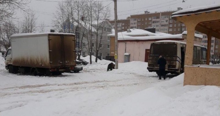 Жители Ижевска сообщили о гуляющем по городу медведе
