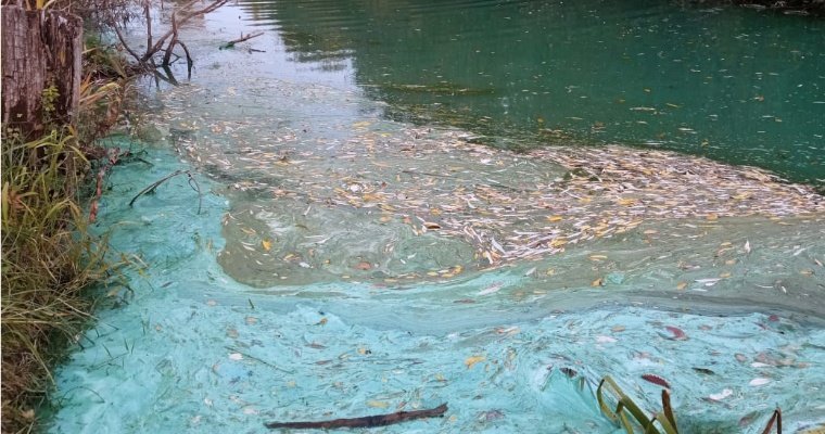 Минприроды Удмуртии: на изменение цвета реки Чегандинки повлияла гибель водорослей