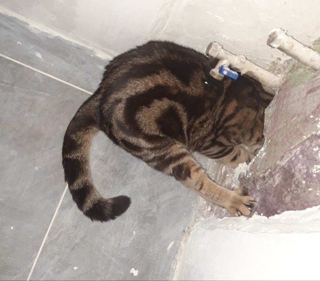 Спасателям в Глазове пришлось освобождать застрявшего в стене кота