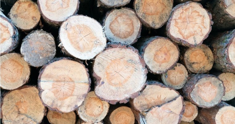 Двое жителей Удмуртии вырубили на территории природного парка деревья на 1,5 млн рублей