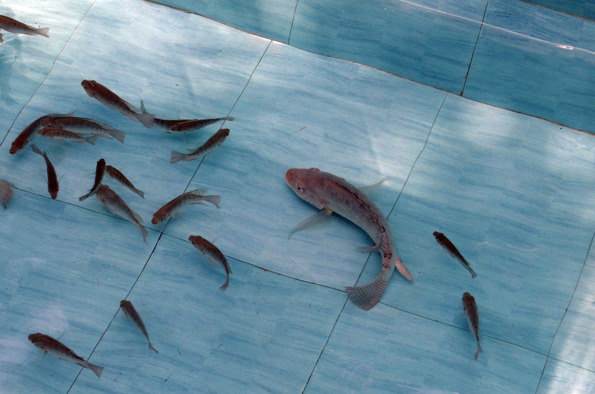 В водоемы Удмуртии выпустили более 5 000 рыб