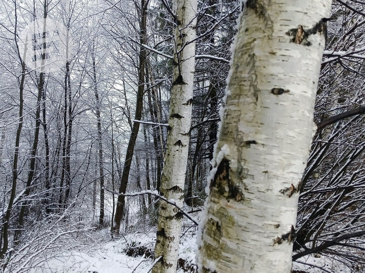 Билайн запускает кампанию по сбору на оборудование для «ЛизаАлерт»: набираем высоту в спасении жизней