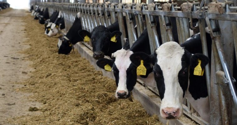 54 новых или реконструированных животноводческих фермы появится в Удмуртии в 2024 году