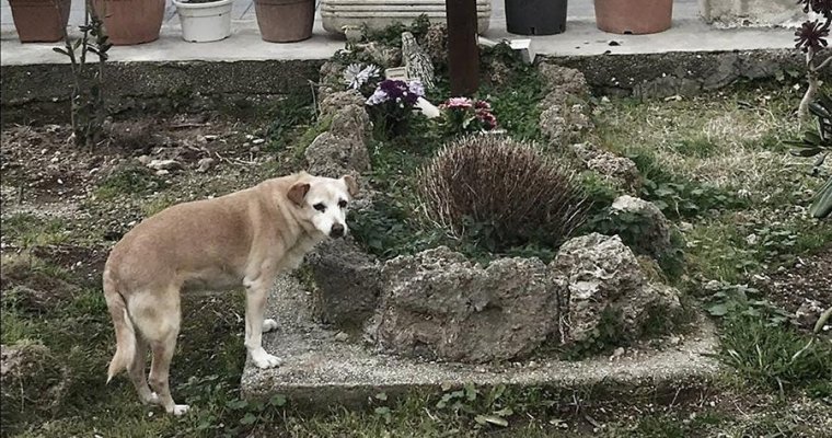 В Италии умерла собака, 10 лет сторожившая могилу своего хозяина