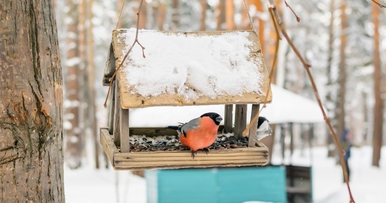 В Ижевске запустили акцию «Добрая зима для птиц»