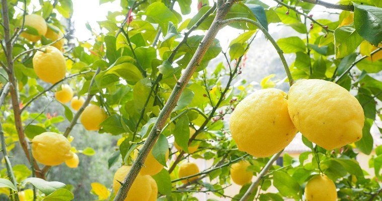 Перспективы ковидных ограничений в Удмуртии, секретные закупки Росгвардии и запрет на турецкие лимоны: новости к этому часу