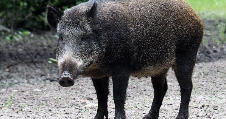 В Удмуртии выявлен второй случай африканской чумы свиней