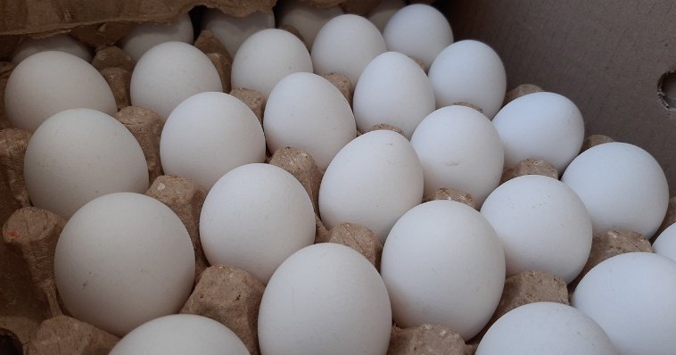 Пошлину на импорт куриных яиц обнулили в России