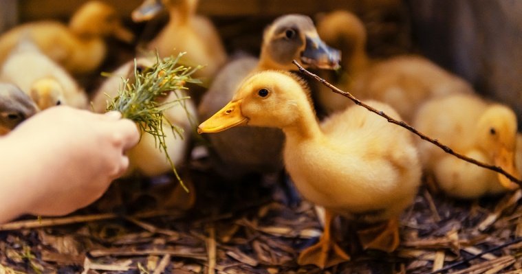 В Удмуртии почти 8 тысяч домашних птиц привили от птичьего гриппа