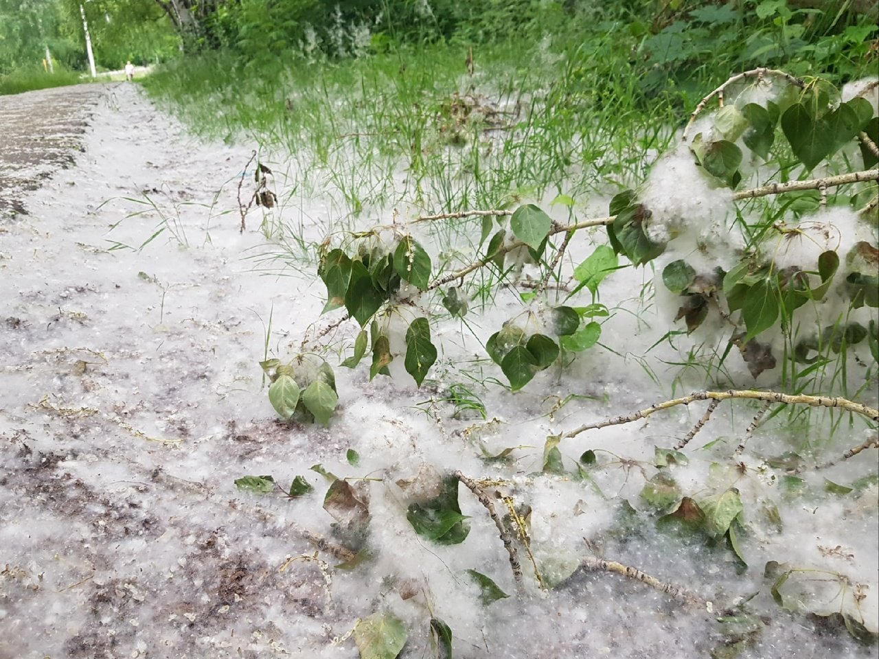 МЧС Удмуртии предупреждает о высокой пожароопасности в период цветения тополей