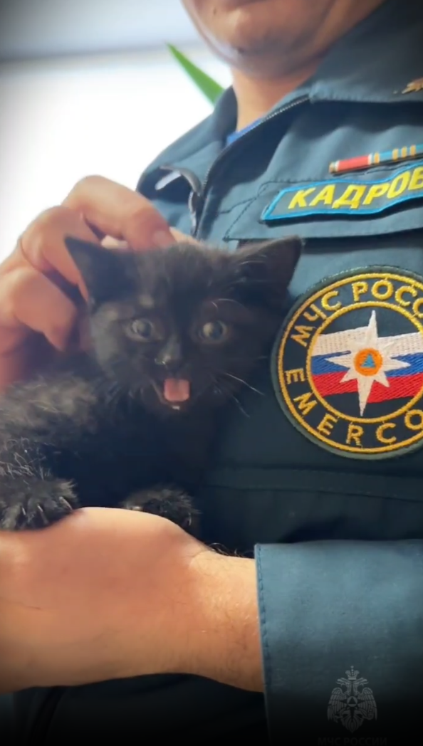 Спасённый в пожаре котёнок теперь живёт в пожарно-спасательной части в Ижевске 