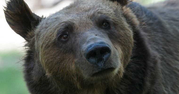 Охотники застрелили задравшего жителя Воткинска медведя