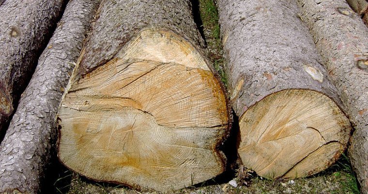 Десятки деревьев незаконно вырубили неизвестные в Ижевске