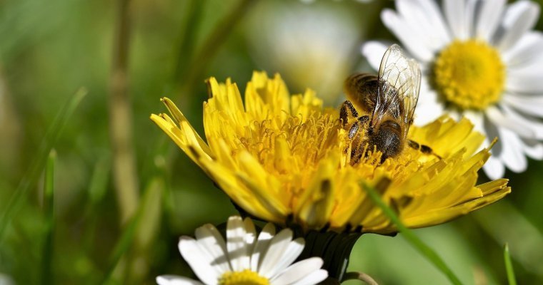 Массовую гибель пчел зарегистрировали в Удмуртии