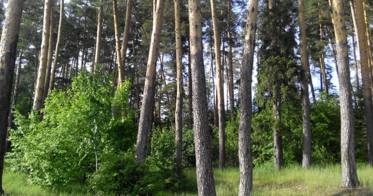 Штраф в 1,1 млн рублей заплатят лесорубы из Кезского района
